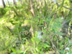 Lactuca graminifolia