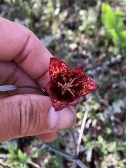 Fritillaria gentneri