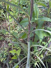 Lactuca graminifolia