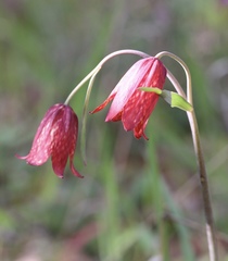Fritillaria gentneri