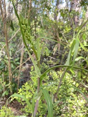 Lactuca graminifolia