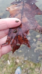 Pseudosuccinea columella