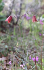 Fritillaria gentneri
