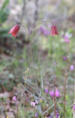 Fritillaria gentneri