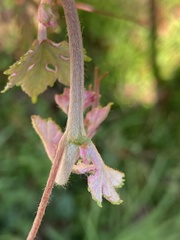 Vitis aestivalis
