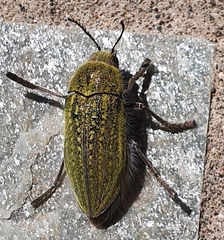 Julodis ehrenbergii
