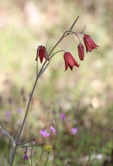 Fritillaria gentneri