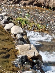 Cinclodes patagonicus