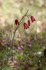 Fritillaria gentneri
