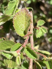 Acalypha californica