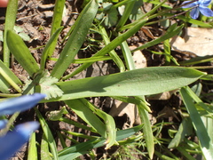 Scilla siberica