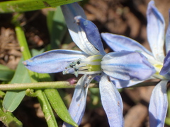 Scilla siberica