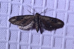 Eupithecia subapicata