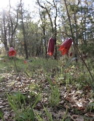 Fritillaria gentneri