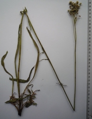 Pilosella auriculoides