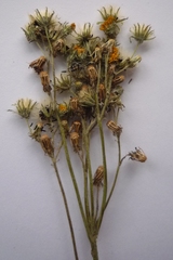 Pilosella auriculoides