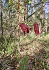 Fritillaria gentneri