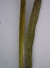 Pilosella auriculoides