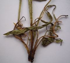 Pilosella auriculoides