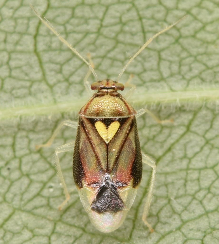 Tropidosteptes vittiscutis