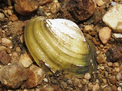 Anodontites trapesialis