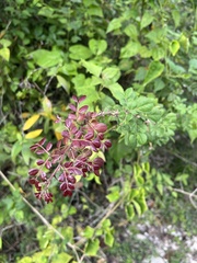 Pithecellobium circinale