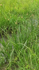 Carex divisa