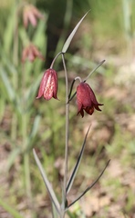 Fritillaria gentneri