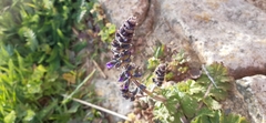 Salvia verbenaca