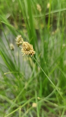 Carex divisa