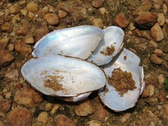 Anodontites trapesialis