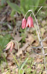 Fritillaria gentneri
