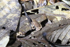 Hamptophryne boliviana
