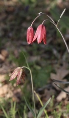 Fritillaria gentneri