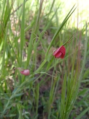 Lathyrus setifolius