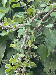 Pithecellobium circinale