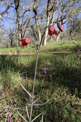 Fritillaria gentneri