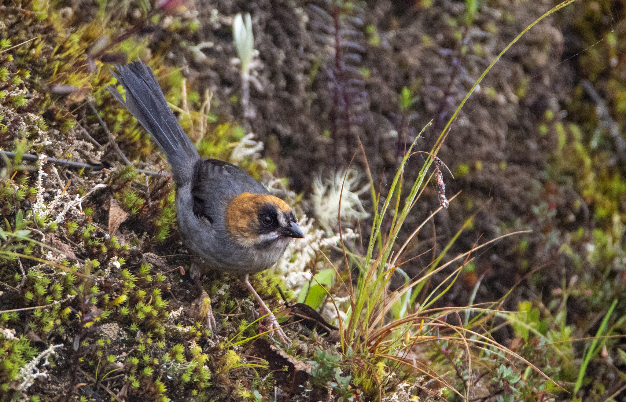 Black-spectacled Brushfinch (Atlapetes melanopsis), photo 6