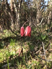 Fritillaria gentneri