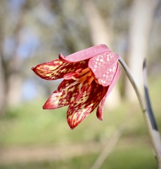 Fritillaria gentneri