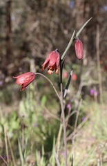 Fritillaria gentneri
