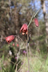 Fritillaria gentneri