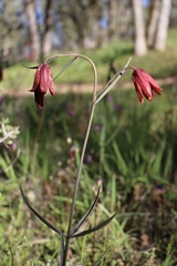 Fritillaria gentneri