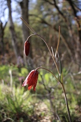 Fritillaria gentneri