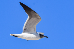 Leucophaeus atricilla