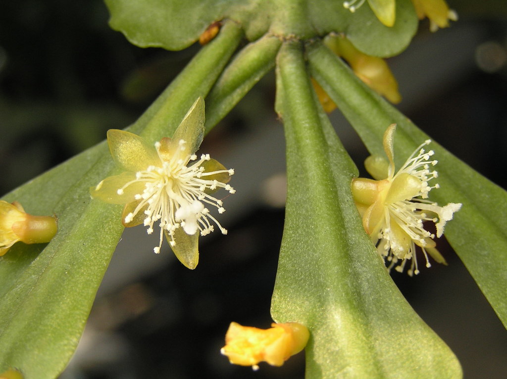 Rhipsalis oblonga