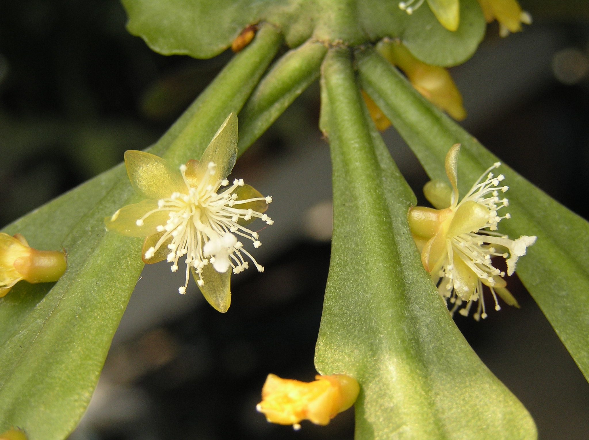 Rhipsalis oblonga