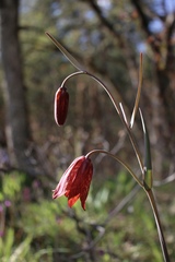 Fritillaria gentneri