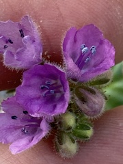 Phacelia calthifolia