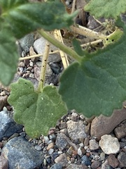 Phacelia calthifolia